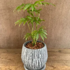 2025年最新】レアアンスリウムの人気アイテム - メルカリ