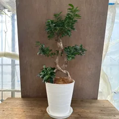 ガジュマル 8の字②Ficus microcarpa 8の字仕立て フィカス ミクロカルパ 多幸の木 幸せを呼ぶ木 まがり 8号 観葉植物 観葉 植物 珍奇植物 珍奇 珍しい レア 希少 塊根植物 塊根 コーデックス インテリア プレゼント 開店祝い 新築祝い