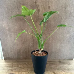 クワズイモ①　現品  Alocasia odora アロカシア アローカシア オドラ 出世芋 イモ 芋  観葉植物 観葉 植物 インテリア プレゼント おしゃれ かわいい 母の日  グリーン アートプランツ