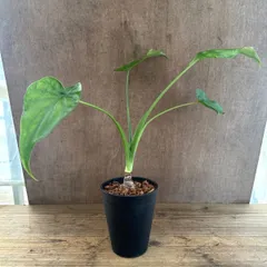 クワズイモ②　現品  Alocasia odora アロカシア アローカシア オドラ 出世芋 イモ 芋  観葉植物 観葉 植物 インテリア プレゼント おしゃれ かわいい 母の日  グリーン アートプランツ