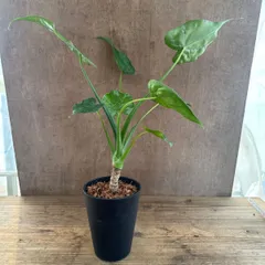 クワズイモ③　現品  Alocasia odora アロカシア アローカシア オドラ 出世芋 イモ 芋  観葉植物 観葉 植物 インテリア プレゼント おしゃれ かわいい 母の日  グリーン アートプランツ