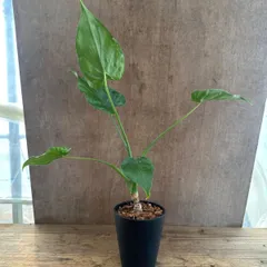 クワズイモ④　現品  Alocasia odora アロカシア アローカシア オドラ 出世芋 イモ 芋  観葉植物 観葉 植物 インテリア プレゼント おしゃれ かわいい 母の日  グリーン アートプランツ