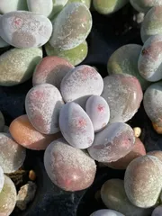 限定特価チーズ 72苗 X177 土付き 大人気セット 新入荷 サボテン 詰め合わせ 多肉植物 エケベリア 韓国苗