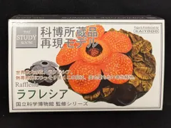 海洋堂/ジーン 科博所蔵品再現モデル ラフレシア/科博所蔵品再現モデル GK005