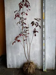 2025年最新】アオダモ 株立ちの人気アイテム - メルカリ