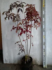 2025年最新】アオダモ 株立ちの人気アイテム - メルカリ