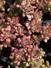 【18株の抜き苗セット】マクドガリー錦　多肉植物　佐川急便発送　エケベリア　韓国苗　ZZ31