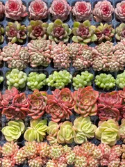 Jeong wol◎多肉植物 カット苗 韓国苗 エケベリア等 Jeong wol◎多肉植物 カット苗 韓国苗 エケベリア等 商品一覧 | 多肉