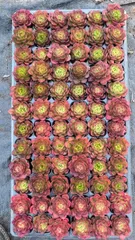 72苗×ティア 多肉植物 エケベリア セダム アエオニウム グラプトペタルム 韓国苗 寄せ植え LGX14