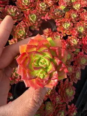 50株×ティア 多肉植物 エケベリア セダム アエオニウム グラプトペタルム 韓国苗 寄せ植え MT740