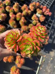 28株×ティア 多肉植物 エケベリア セダム アエオニウム グラプトペタルム 韓国苗 寄せ植え WM10