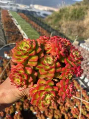 12株×ティア 多肉植物 エケベリア セダム アエオニウム グラプトペタルム 韓国苗 寄せ植え WM1