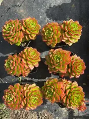 32株×ティア 多肉植物 エケベリア セダム アエオニウム グラプトペタルム 韓国苗 寄せ植え WM4