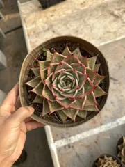 6株×スターニシキ 多肉植物 エケベリア セダム アエオニウム グラプトペタルム 韓国苗 寄せ植え WW16