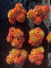 24株×ティア 多肉植物 エケベリア セダム アエオニウム グラプトペタルム 韓国苗 寄せ植え WM12