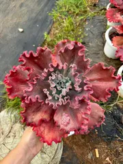 6株×コウサンゴ 多肉植物 エケベリア セダム アエオニウム グラプトペタルム 韓国苗 寄せ植え WW1