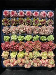 2025年最新】多肉植物 韓国苗 セットの人気アイテム - メルカリ