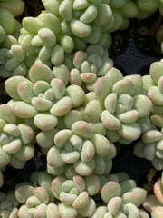 新春セール　ZZ125　バブルガム　32苗セット　土と根付き　多肉植物　エケベリア　韓国苗　サボテン　詰め合わせ　寄せ植え