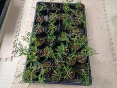 2025年最新】パキプス 鉢の人気アイテム - メルカリ