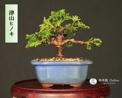 糸魚川真柏（捻転幹・ジン・シャリ）小品盆栽 【泰寿園 Online】現品