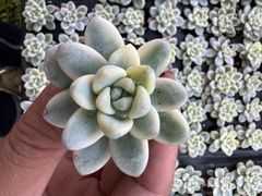 16株の抜き苗セット】バンシー 多肉植物 佐川急便発送 エケベリア 韓国