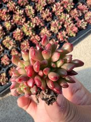 か*ん様 H725　バンシー　16株　抜き苗　多肉植物 エケベリア 韓国苗 16株の抜き苗セット】バンシー 多肉植物 佐川急便発送 エケベリア 韓国