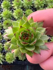 新発売 XQS149 ボンビシナ 105苗セット 土と根付き 多肉植物