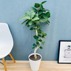 現品］13番 フィカス ウンベラータ 8号 観葉植物 室内 大型 ゴムの木