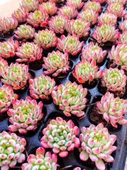 2025年最新】多肉植物 エケベリア セットの人気アイテム - メルカリ