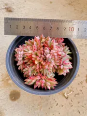 2025年最新】女雛錦の人気アイテム - メルカリ