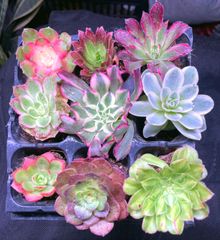 新入荷 10cm ラブリーローズ(一本株＆双頭株＆二年株) 1株限定 多肉