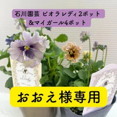 【おおえ様専用】ビオラ　マイガール4点、レディ2点