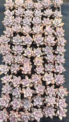 新入荷 ギョクシキン アエオニウム ZM1505×15鉢 抜き苗 多肉植物