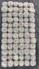 新入荷 ギョクシキン アエオニウム ZM1505×15鉢 抜き苗 多肉植物