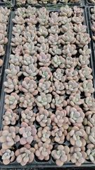 新入荷 ギョクシキン アエオニウム ZM1505×15鉢 抜き苗 多肉植物