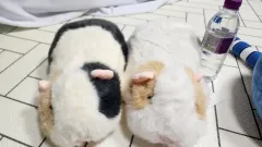 ハムスター/モルモット 動物 ぬいぐるみ