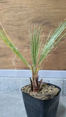 2025年最新】ワシントンヤシの人気アイテム - メルカリ