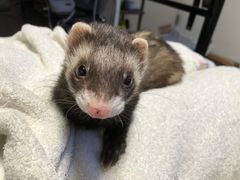 フラワーノーズ メイクボックス バタフライクラウドカラー(本体のみ) フラワーノーズ メイクボックス バタフライクラウドカラー(本体のみ