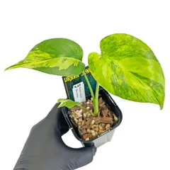 2026年最新】モンステラ イエローマリリンの人気アイテム - メルカリ