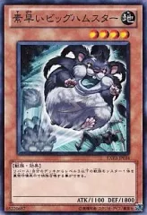 2026年最新】素早いビッグハムスターの人気アイテム - メルカリ