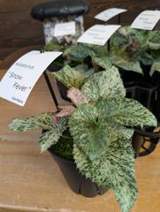 カリバナスフーケリー【推定樹齢50年】亀裂深めの美株！レアな塊根植物