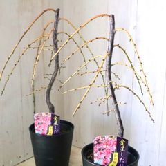 立派♡ 希少♡斑入り♡エバーフレッシュ♡ネムの木♡観葉植物