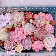 多肉植物 寄せ植えset♡11296