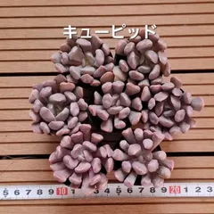 多肉植物『キューピッド』セット