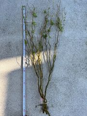 雲龍柳 二本組 011 雲龍柳 フレッシュ2本 - メルカリ