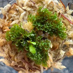 2025年最新】ビカクシダOMGの人気アイテム - メルカリ