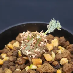 2025年最新】モンソニアの人気アイテム - メルカリ