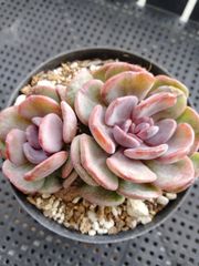 多肉植物 キュービックフロスト錦 大サイズカット B - メルカリ