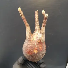 2025年最新】グラキリス ベアルートの人気アイテム - メルカリ