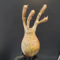 大株】パキポディウム グラキリス 現地球 ベアルート 芽吹き 発根の